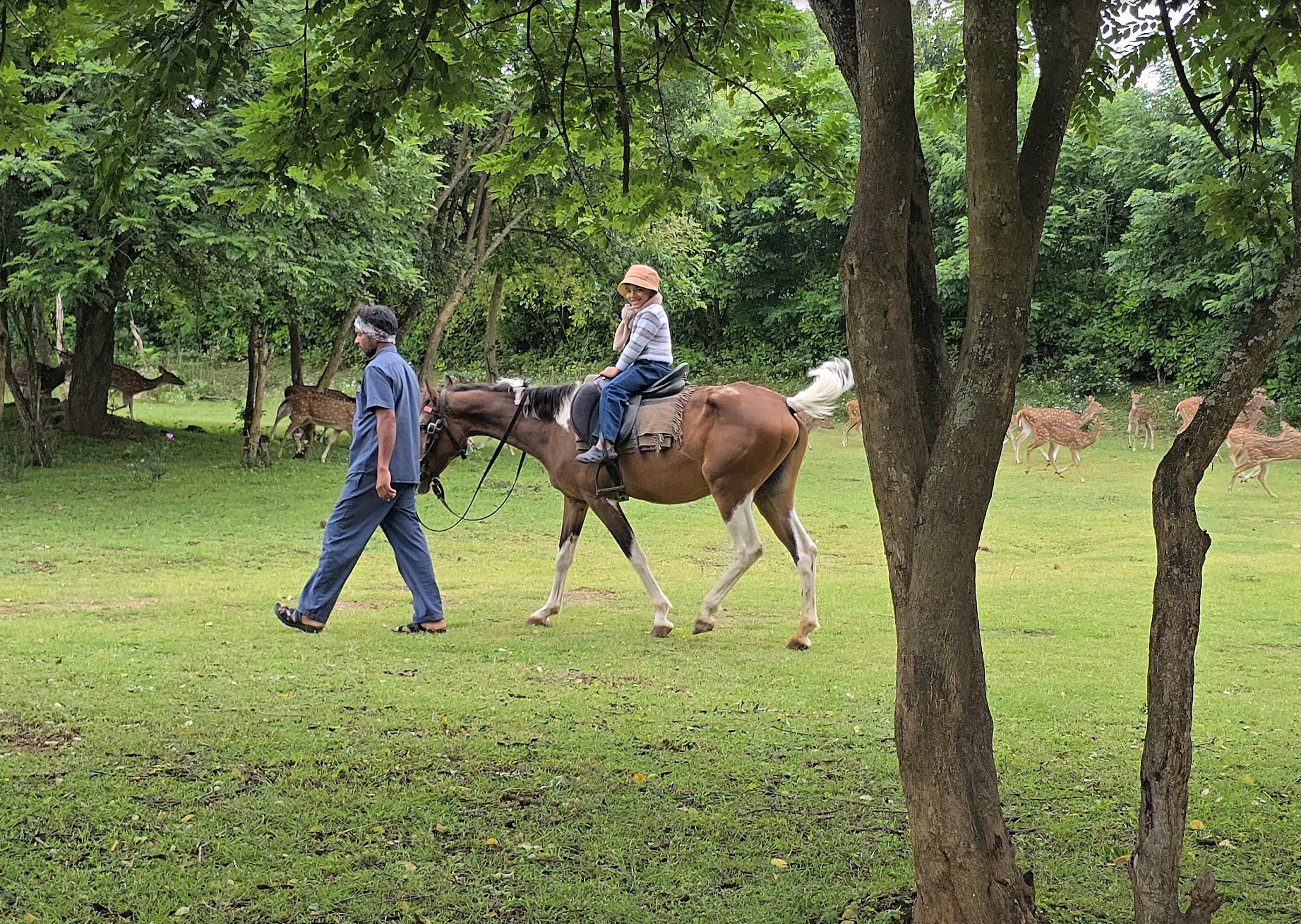 Masinagudi: Waking Up to Deer at Your Doorstep