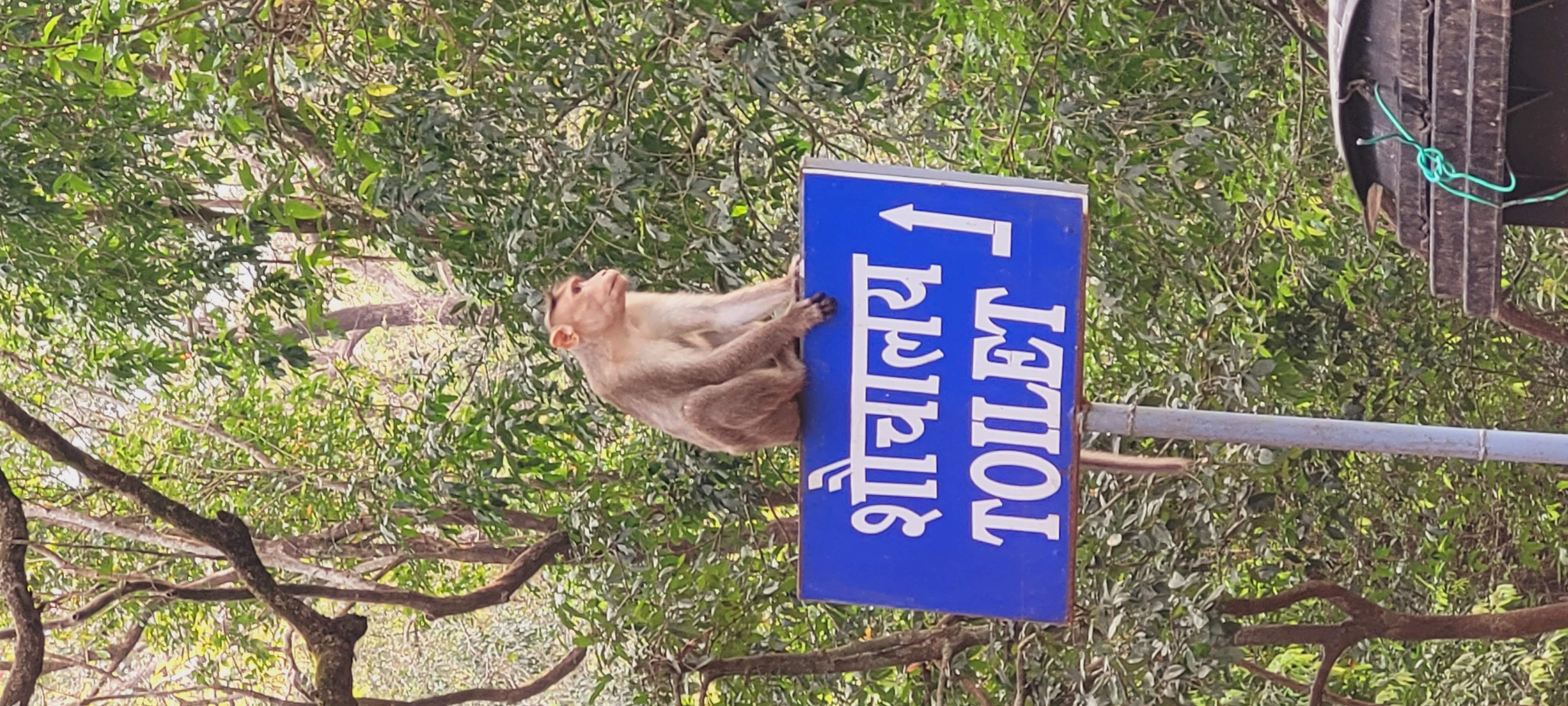 Dudhsagar Waterfalls & Tambdi Surla Temple