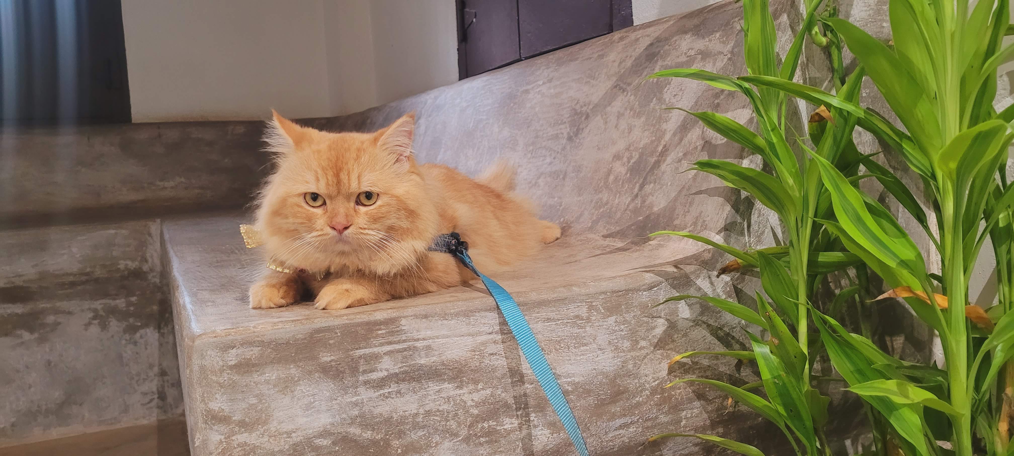 Old Goa Exploration, Panaji Streets & Mangrove