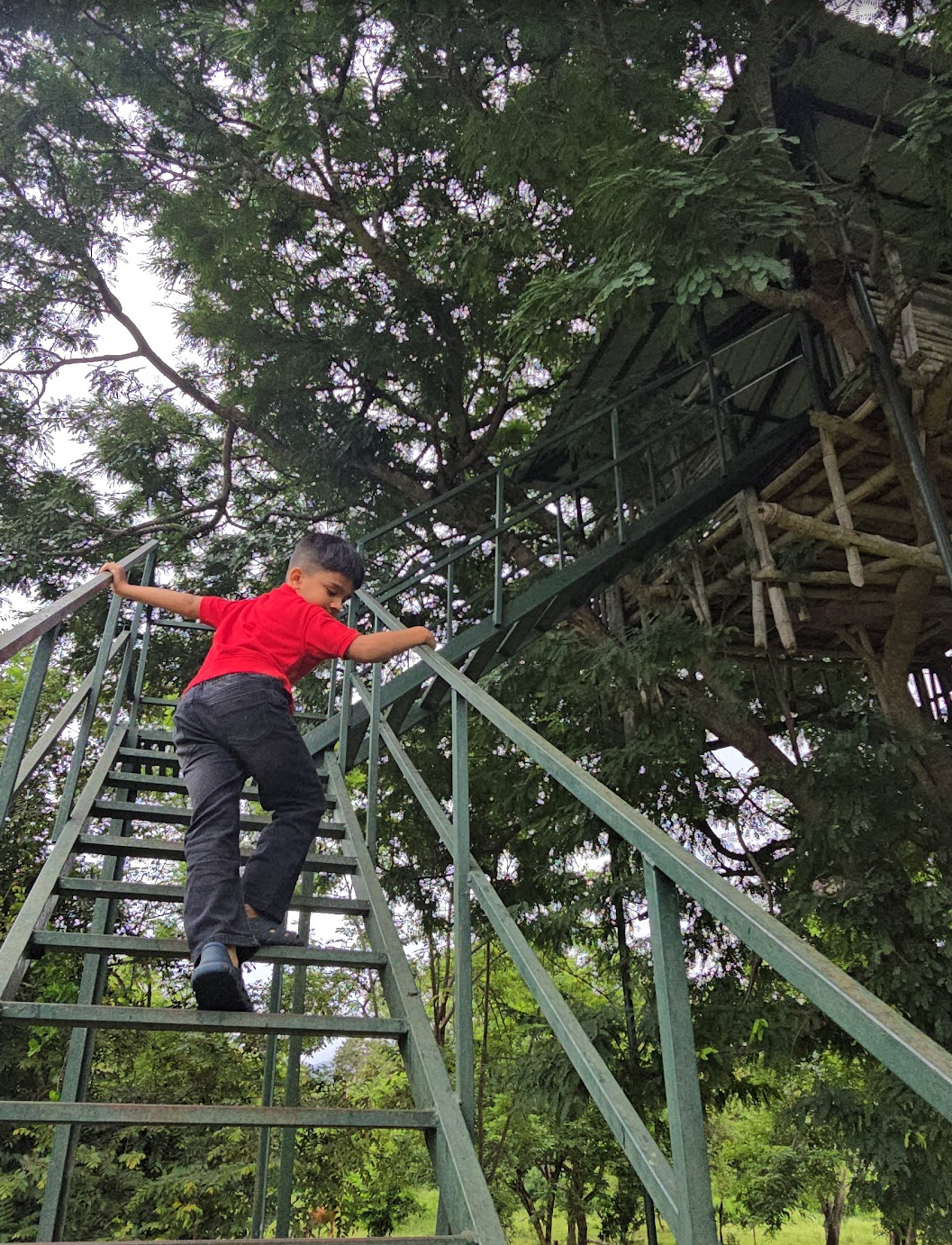 Masinagudi: Waking Up to Deer at Your Doorstep