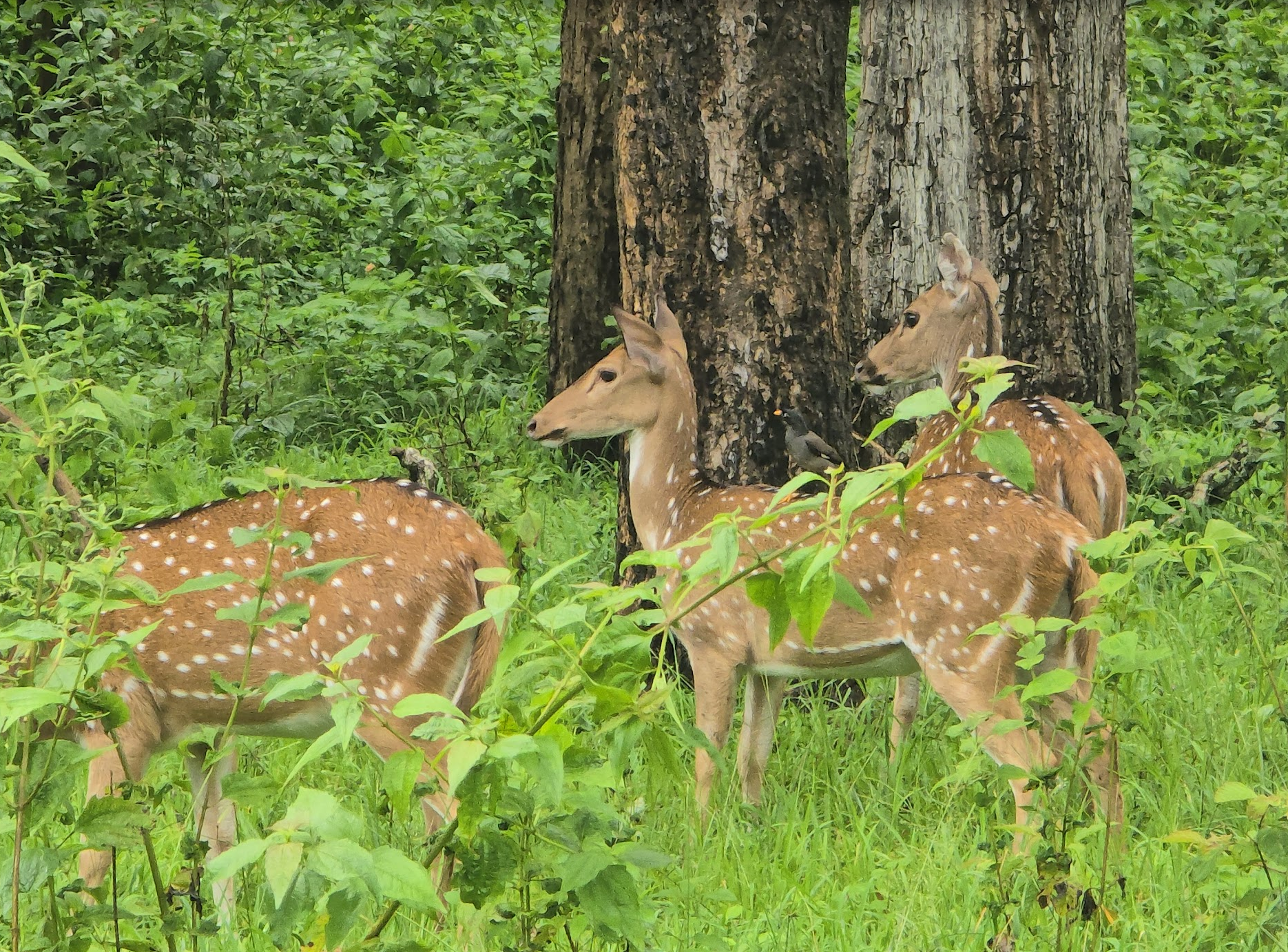 Masinagudi: Waking Up to Deer at Your Doorstep