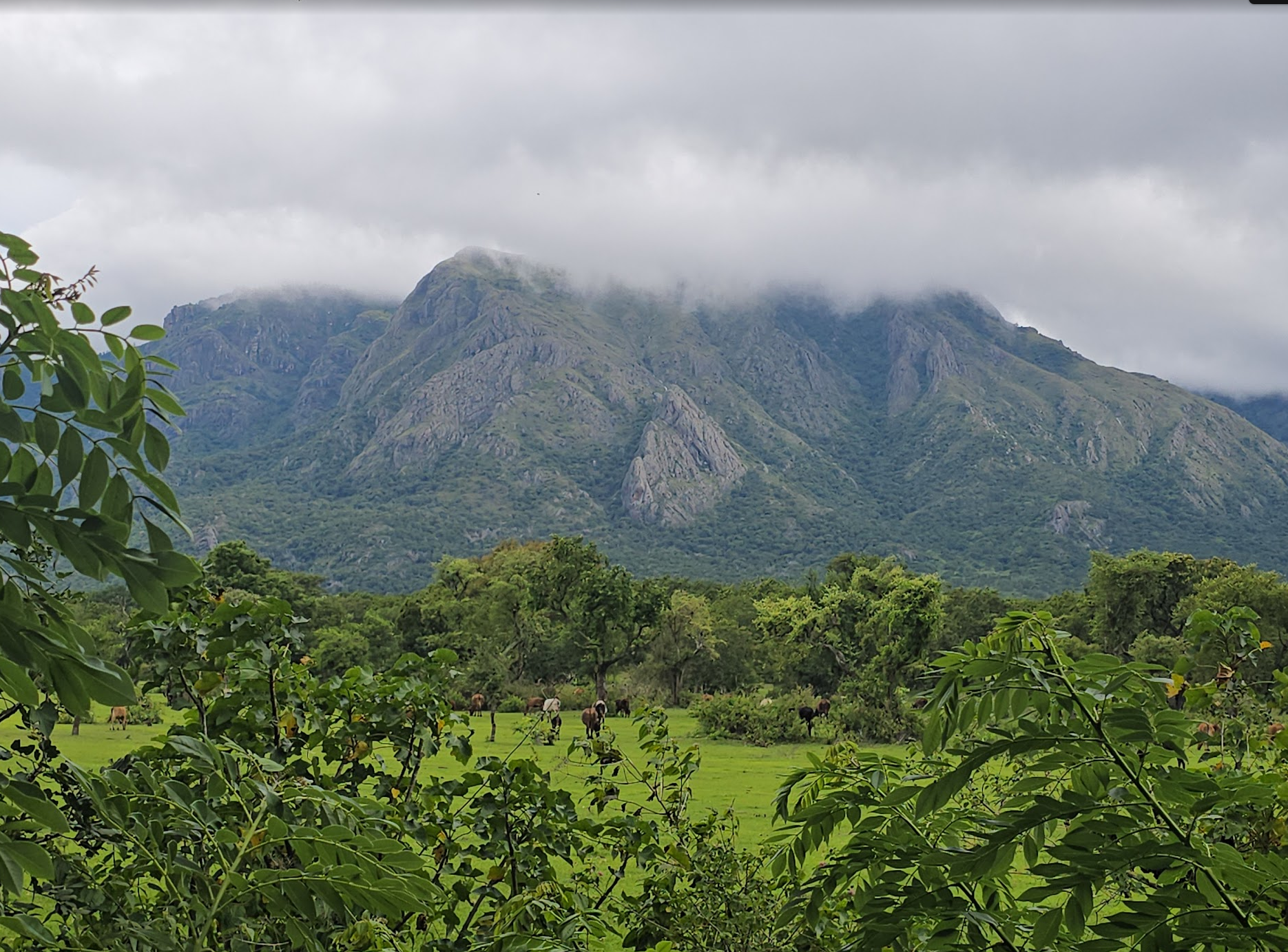 Masinagudi: Waking Up to Deer at Your Doorstep