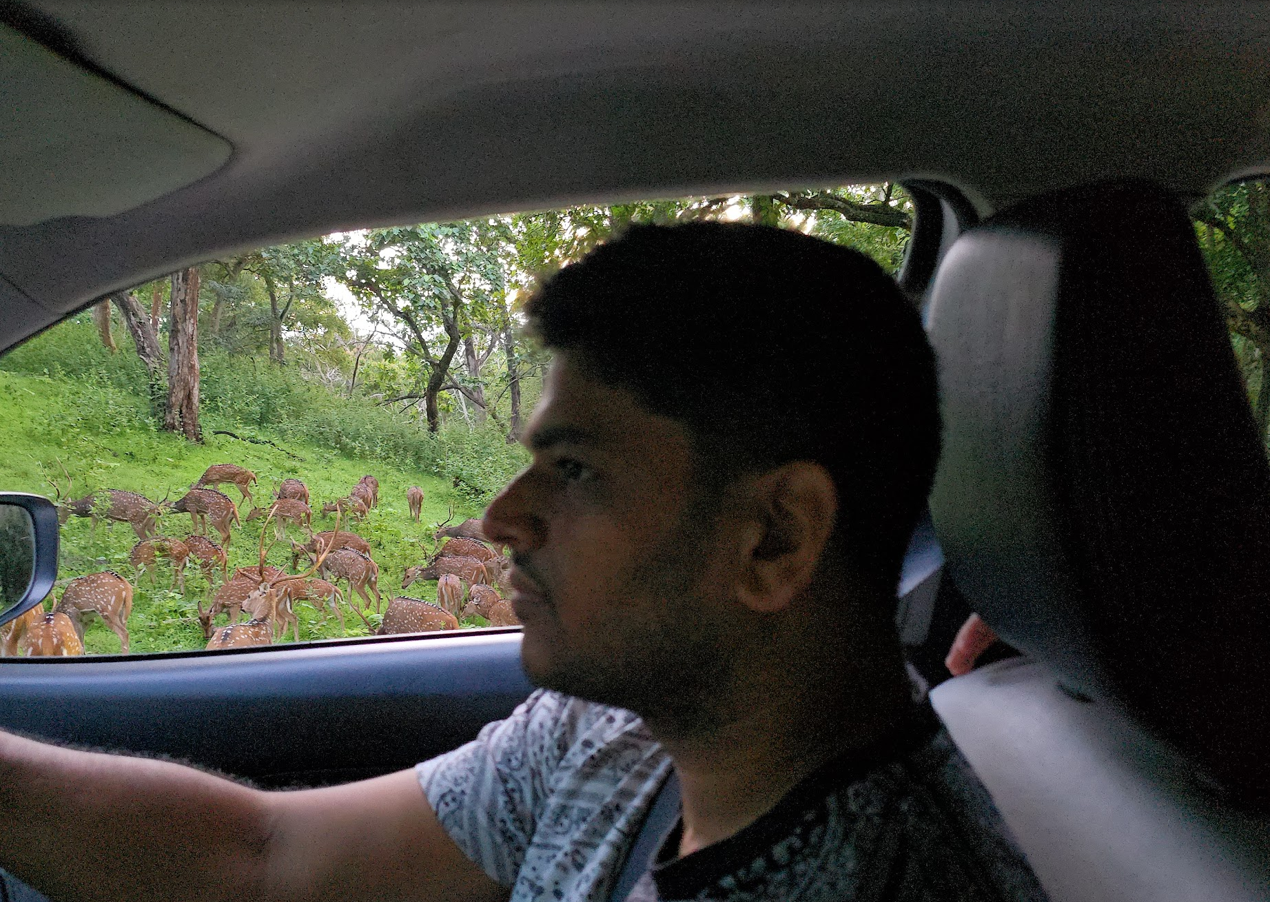 Masinagudi: Waking Up to Deer at Your Doorstep